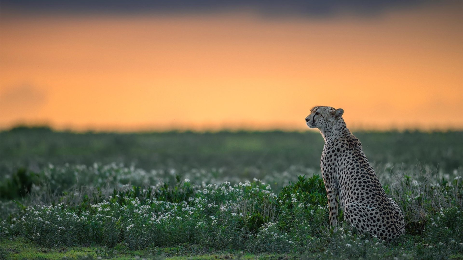 浓眉节奏完全掌控，掘金横扫奇才，一场战术与意志的完美胜利