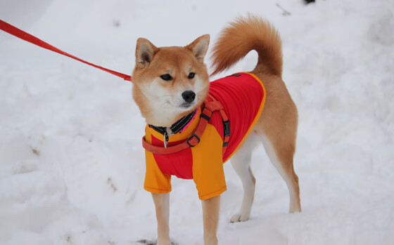 当火热跨越时空，西亚卡姆的爆发与广东队淘汰雷霆的隐喻狂欢