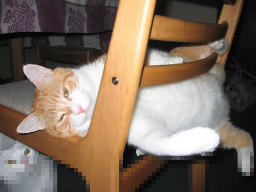 布克硬仗之王本色尽显，上海队战术纪律压制凯尔特人风格